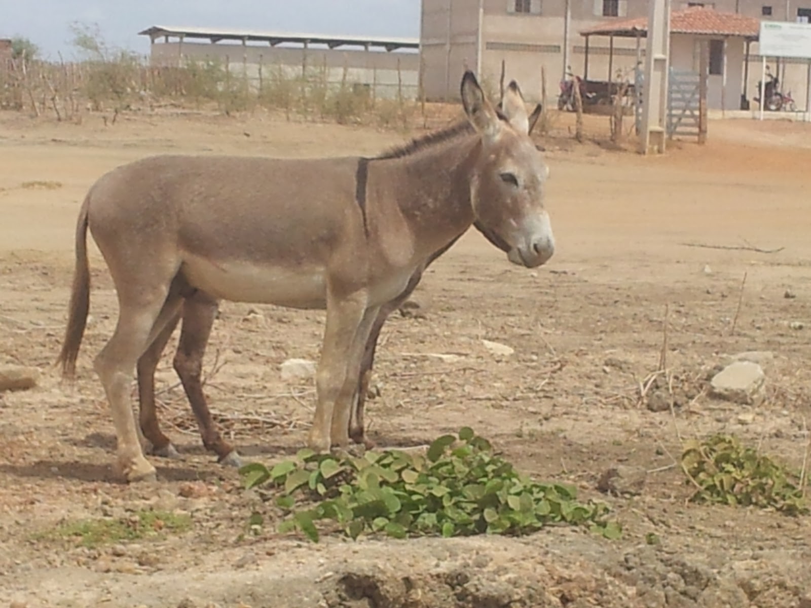 O país do Burro Olha o Burro! 5 O país do Burro Olha o Burro! 5