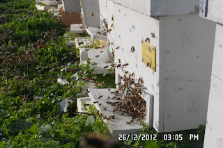 sağlık ve arıcılık