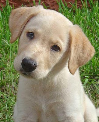 Vira lata com labrador filhote Outlet