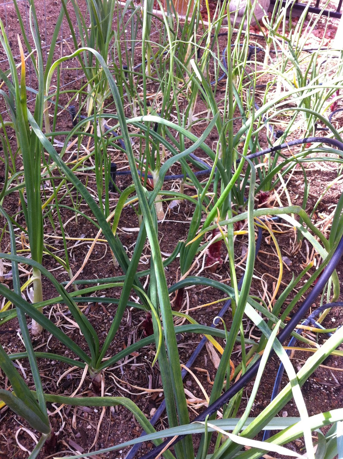 Desert Organic Farming: Alliums: Companion Plants and ... Desert Organic Farming: Alliums: Companion Plants and ... Leek Companion Plants