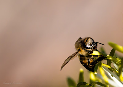 Bee Close-Up Photography Cape Town Canon EOS 70D