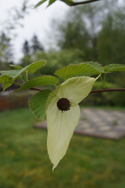 Bloom of the dove tree or handkerchief tree (Davidii involucrata)