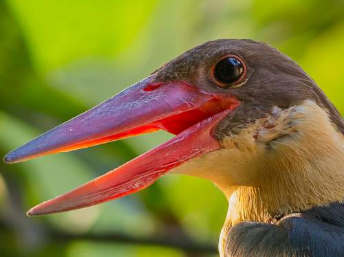 Indian birds - Picture of Stork-billed kingfisher - Pelargopsis capensis