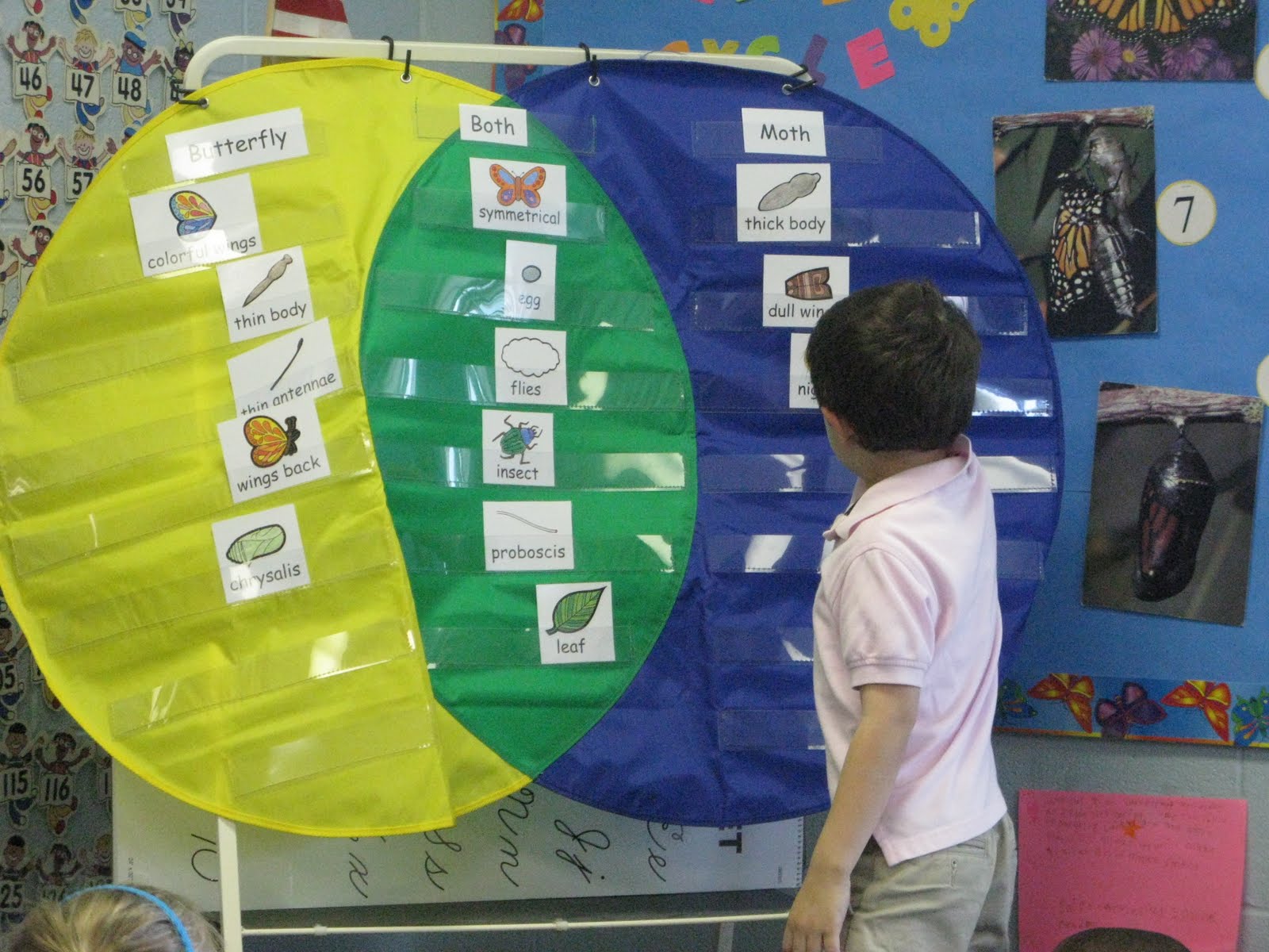 Venn Diagram Of Butterfly And Moth