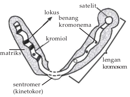 Struktur kromosom Struktur kromosom