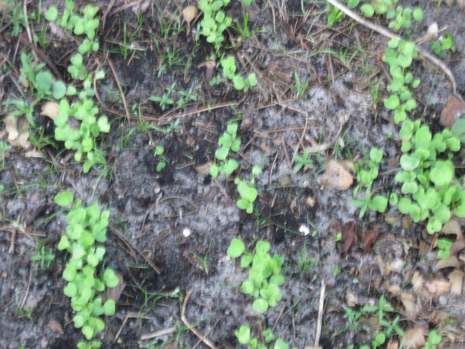 Growing Food in Florida What can we grow in October in Florida?