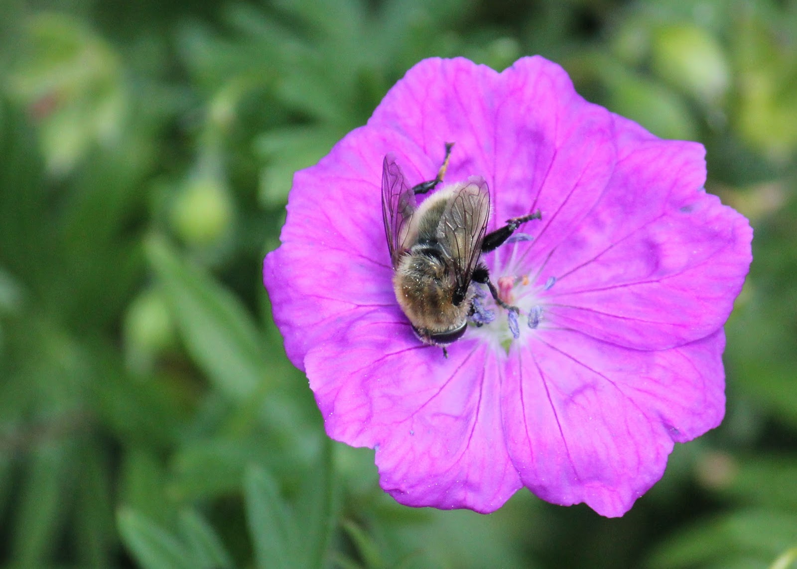 Red House Garden The Last Daffodil and What Eats It