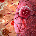 Съществуват ли органи, които раковите клетки да не могат да атакуват?