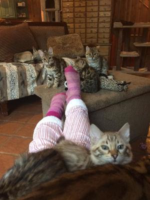 bengal kittens for sale bengal kittens for sale