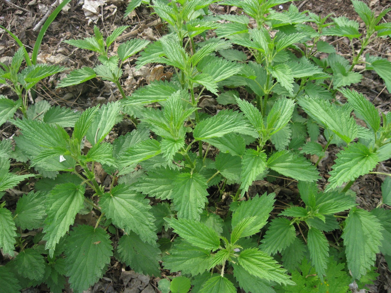 Red Cliffs Of Dawlish How Not To Remove Stinging Nettles