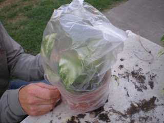 Consejos de jardineria, paisajismo y huerta