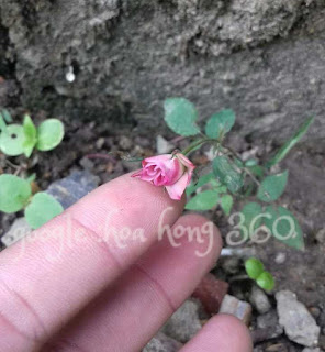 hạt giống hoa hồng hạt giống hoa hồng