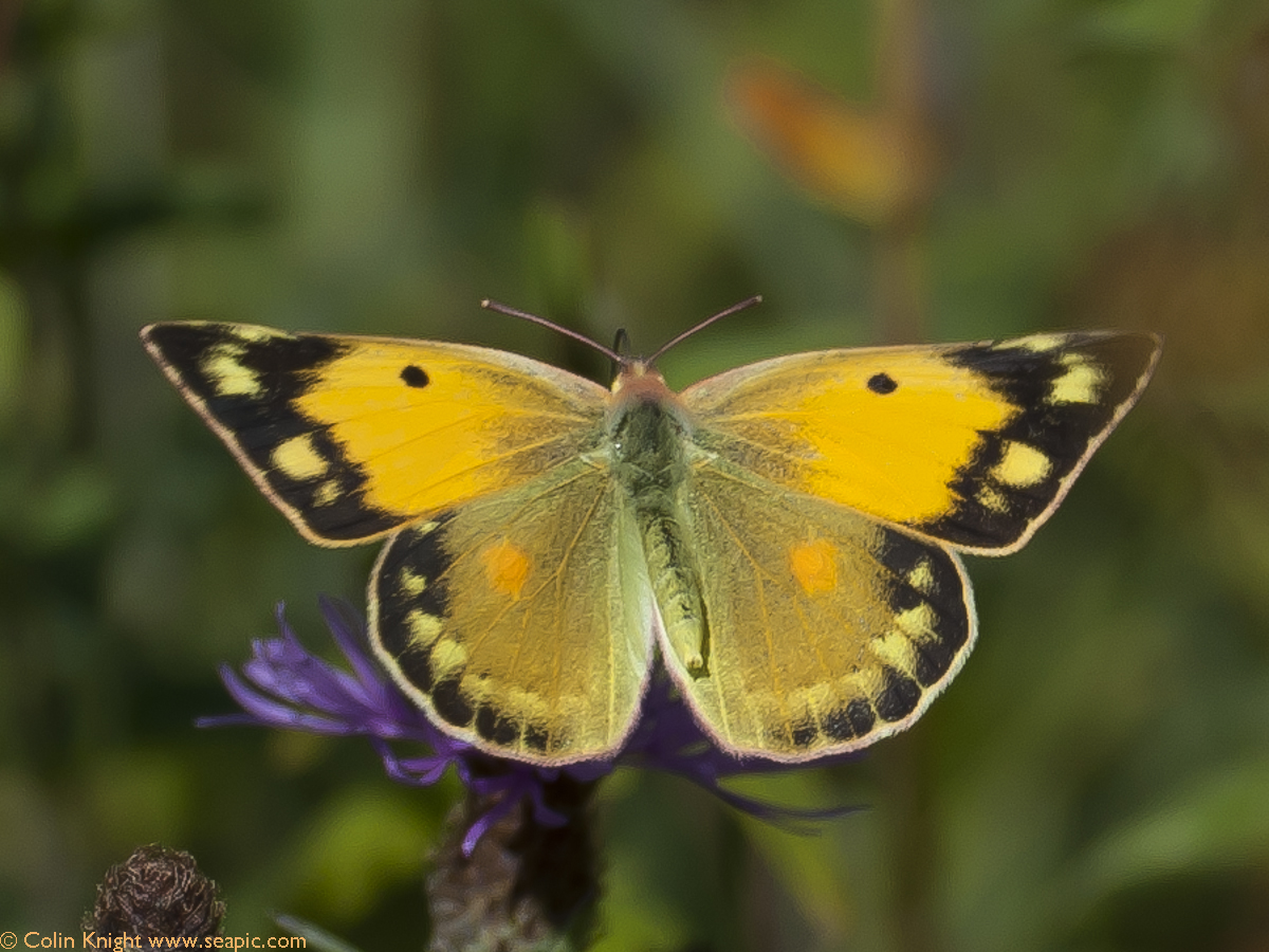 Postcards from Sussex: Clouded Yellow festival
