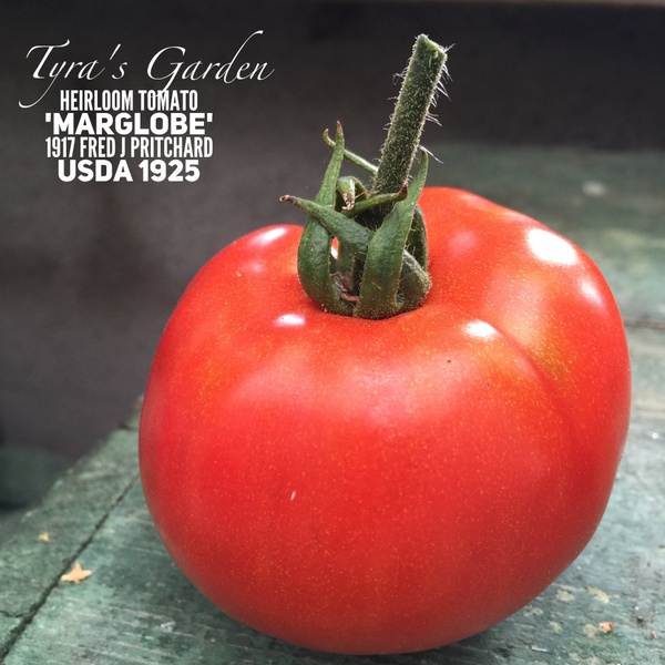 Heirloom Tomato Marglobe