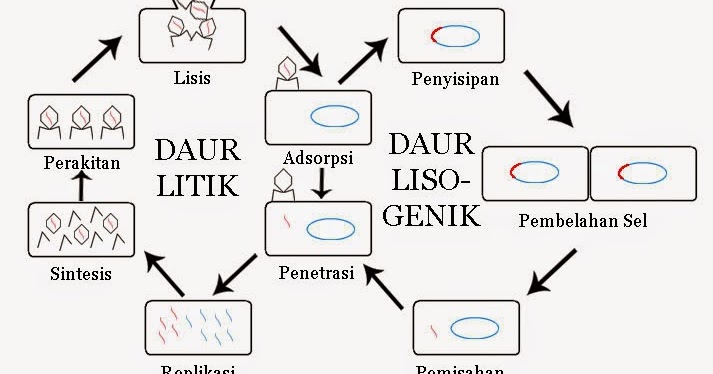 Gambar Reproduksi Virus Daur Litik Dan Daur Lisogenik Info Terkait Gambar