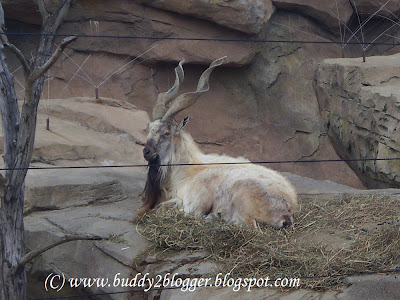 Markhor - The Wild Goat Markhor image poster picture