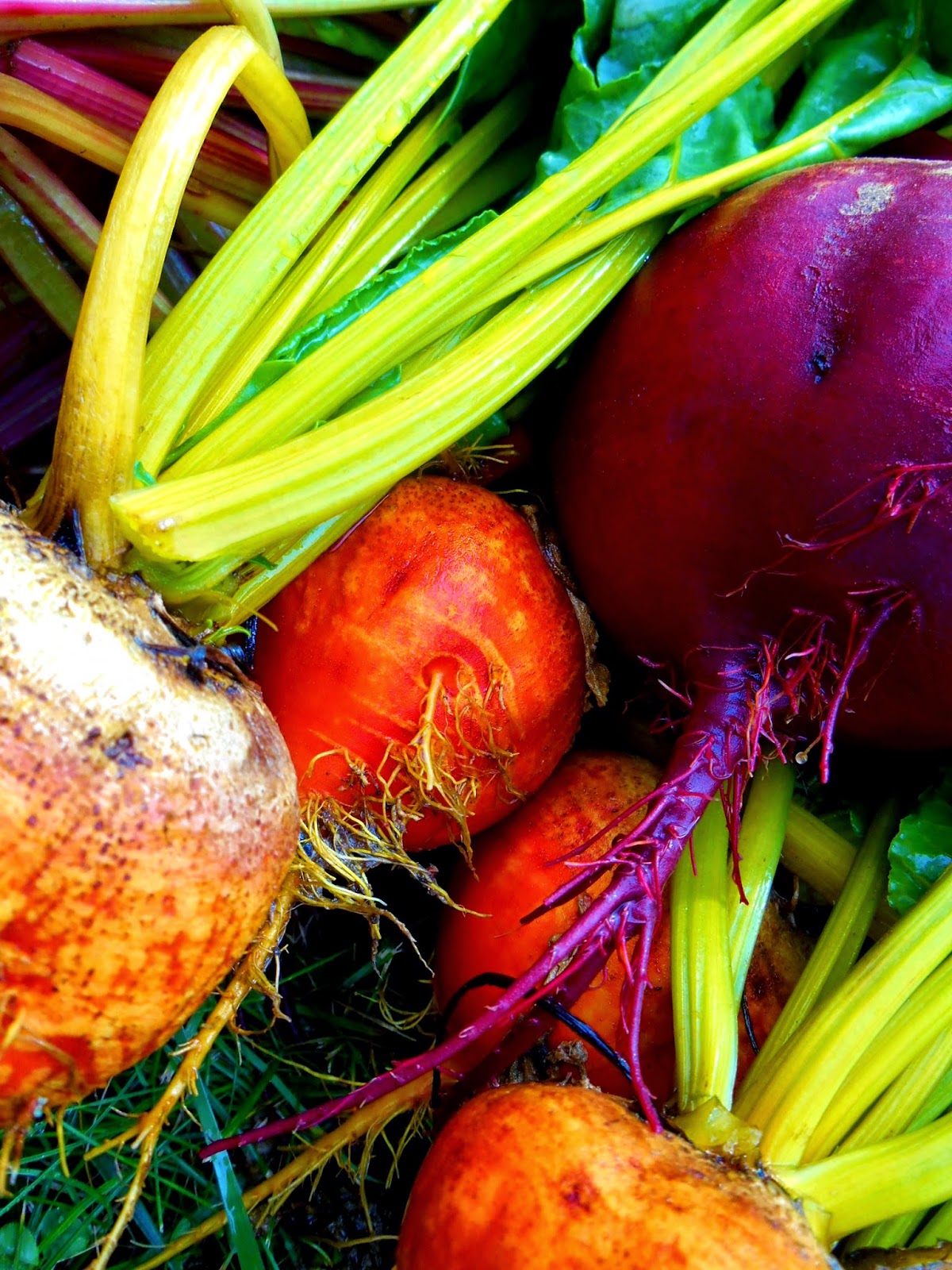 Cricket Song Farm Root Crops at market