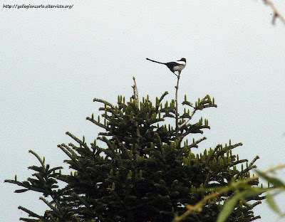 Gazza - magpie - Fotografie della gazza