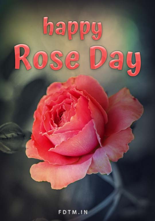 Rose Day Wallpapers Free Download - Happy Valentine Day - Festivals Date  Time