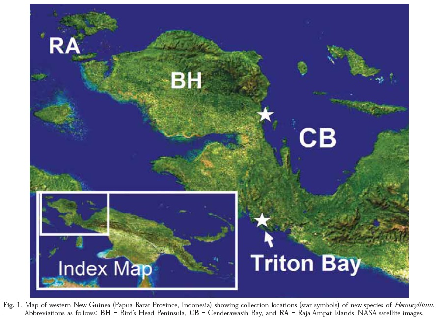 Species New to Science [Ichthyology • 2008] Hemiscyllium galei & H
