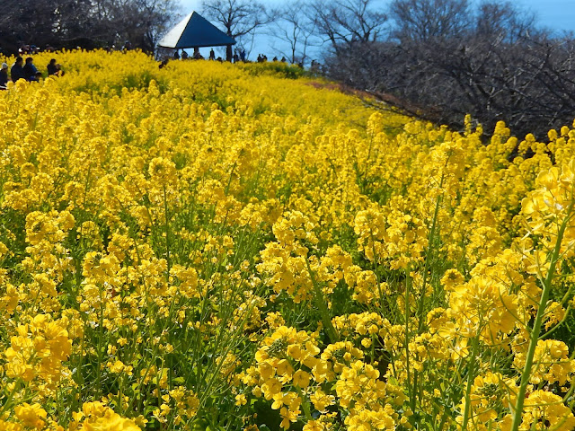 �؂̉Ԃƕx�m�F��{����ȎR