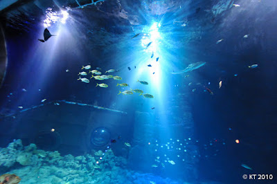 Haiallas, Tropen-Aquarium Hagenbeck, Hampuri