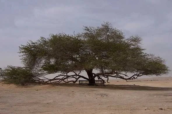 tree-of-life-bahrain-شجرة-الحياة-البحرين