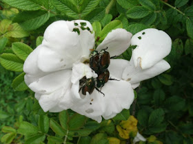 Japanese beetles on white rose Rosetta McClain gardens by garden muses: a Toronto gardening blog