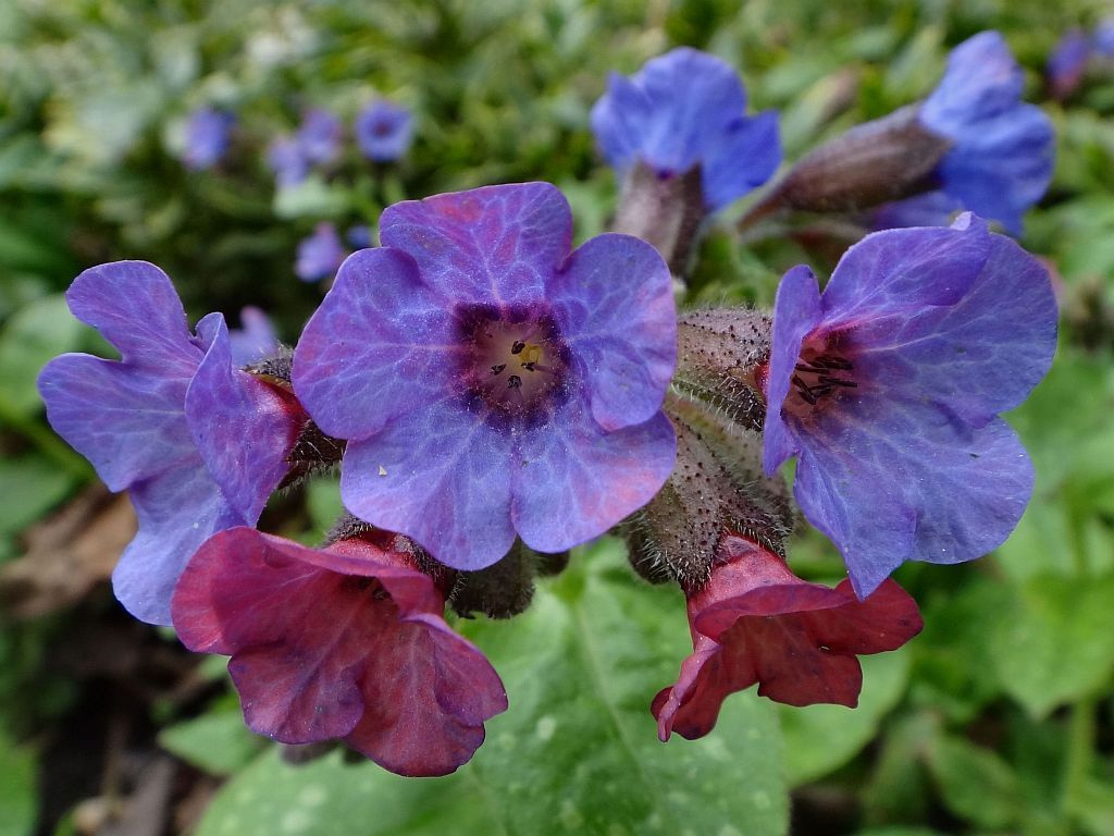 Как выглядит цветок медуница. Медуница (Pulmonaria). Медуница узколистная. Медуница красная. Pulmonaria officinalis.