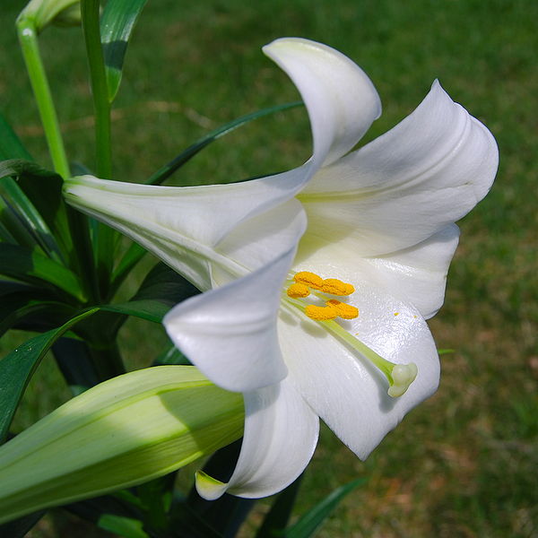 ARTE Y JARDINERÍA : AZUCENA. Lilium. Bulbos de temporada en el jardin