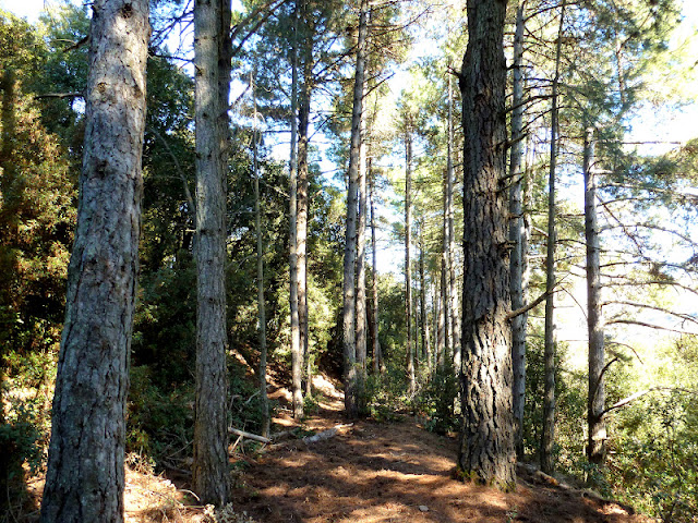 Árboles con alma: Pino insigne. Pino de Monterrey. (Pinus insignis ...