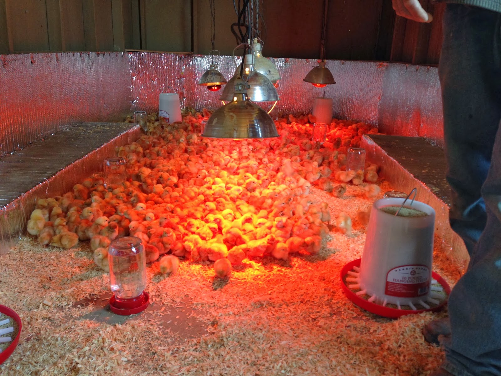 Riverdog Farm Coop Scoop 1 Day Old Laying Hen Chicks