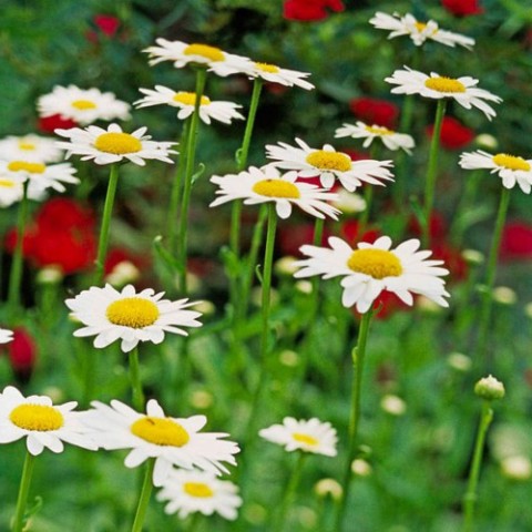 Pics Of Beautiful Flowers In The World Pics Of Beautiful Flowers In The World