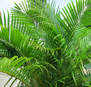 Areca Palm / Butterfly palm / Bamboo Palm