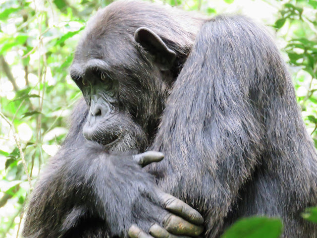 Tracking Chimpanzees in Uganda's Kibale Forest