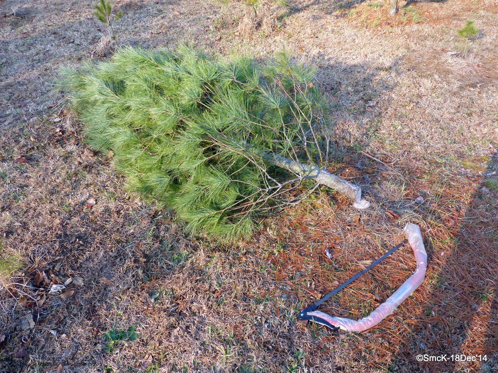 CapeBretonNorvellHimselfSingleMalt The Colora Christmas Tree Farm II