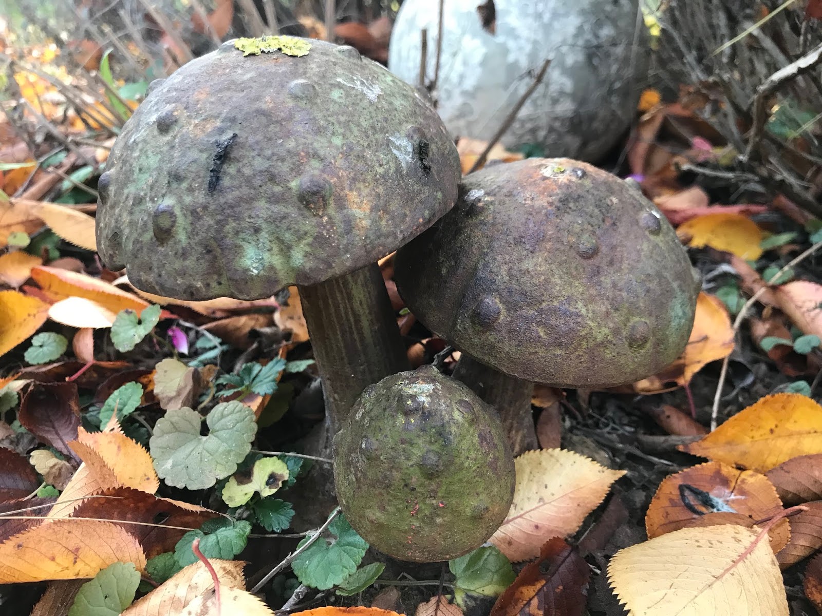 Teacup In The Garden Herbstansichten