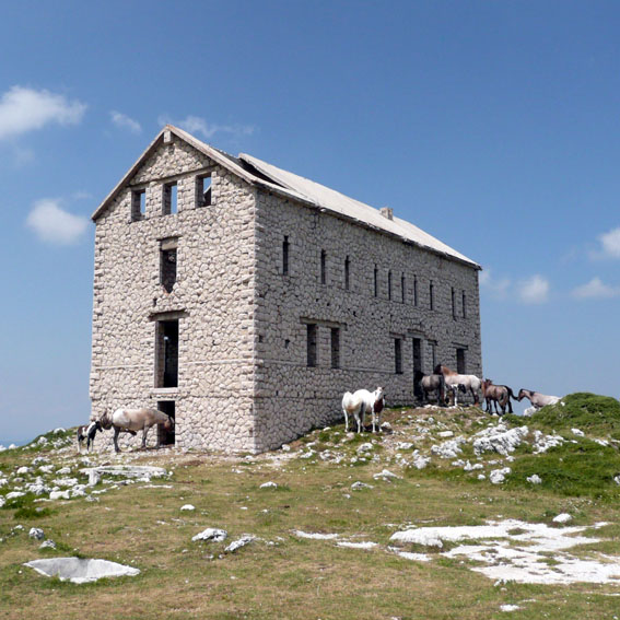 Pelorandom CORNO PICCOLO