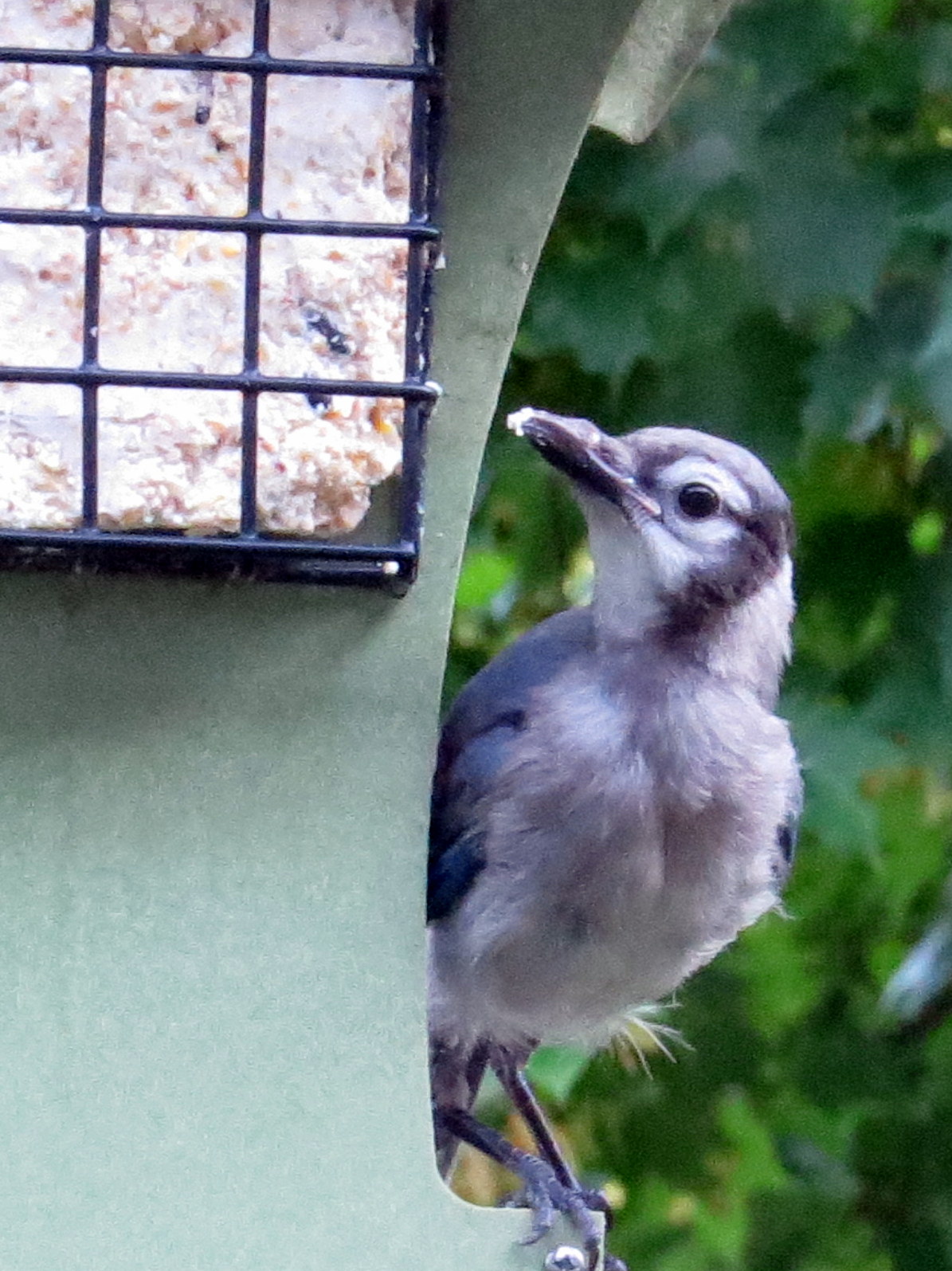 Penelopedia Nature and Garden in Southern Minnesota Youngsters at the