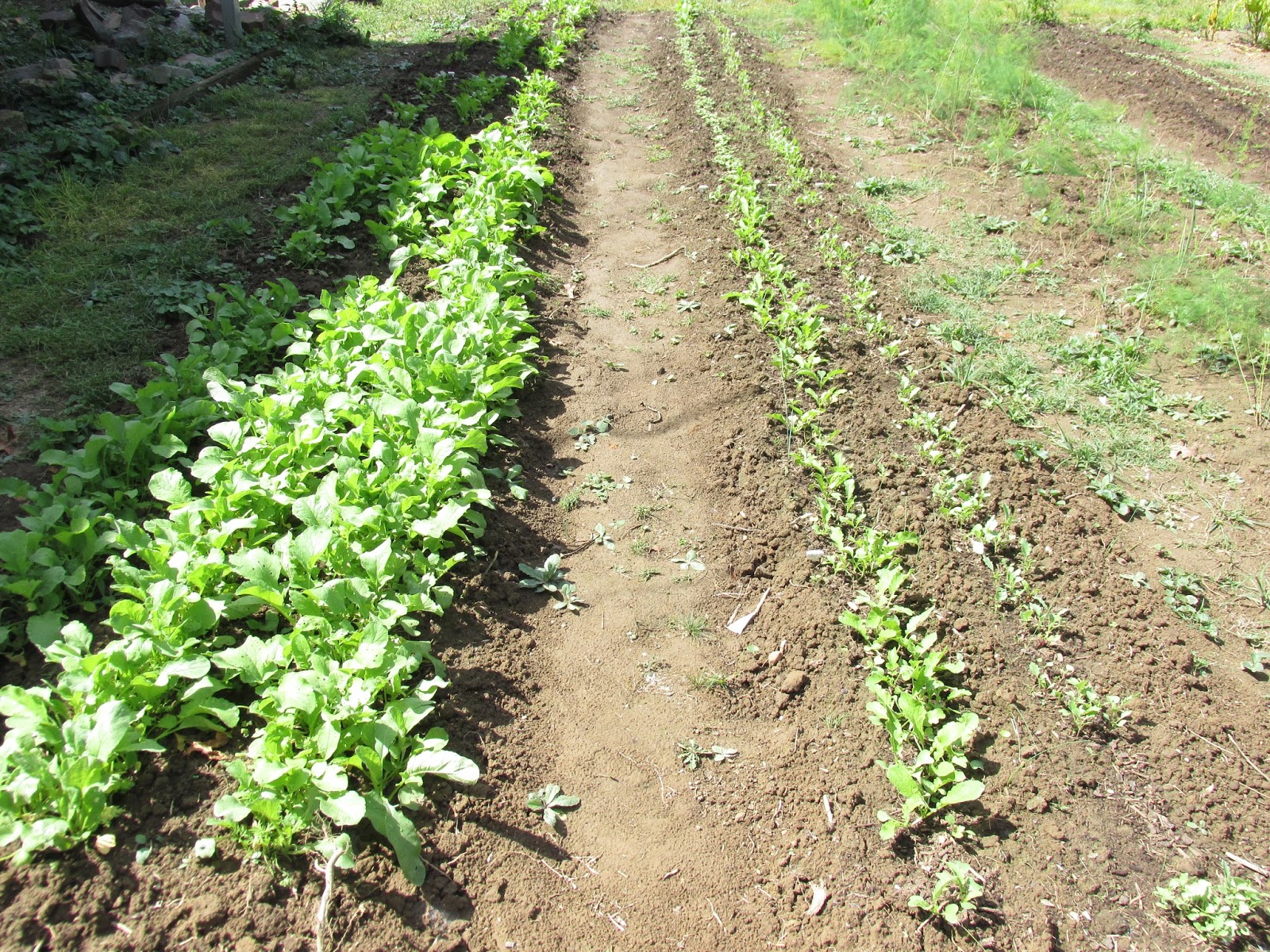 Kentucky Fried Garden An Early Fall Vegetable Garden in September