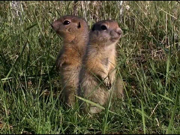 Берегите сусликов! (О.Р.)