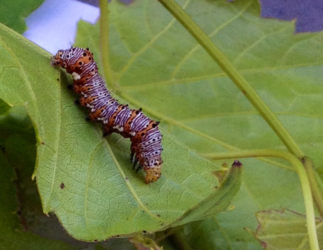 Springfield Plateau Eightspotted Forester Caterpillars