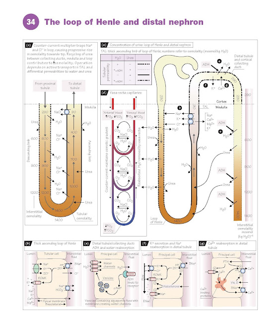 The Loop Of Henle And Distal Nephron