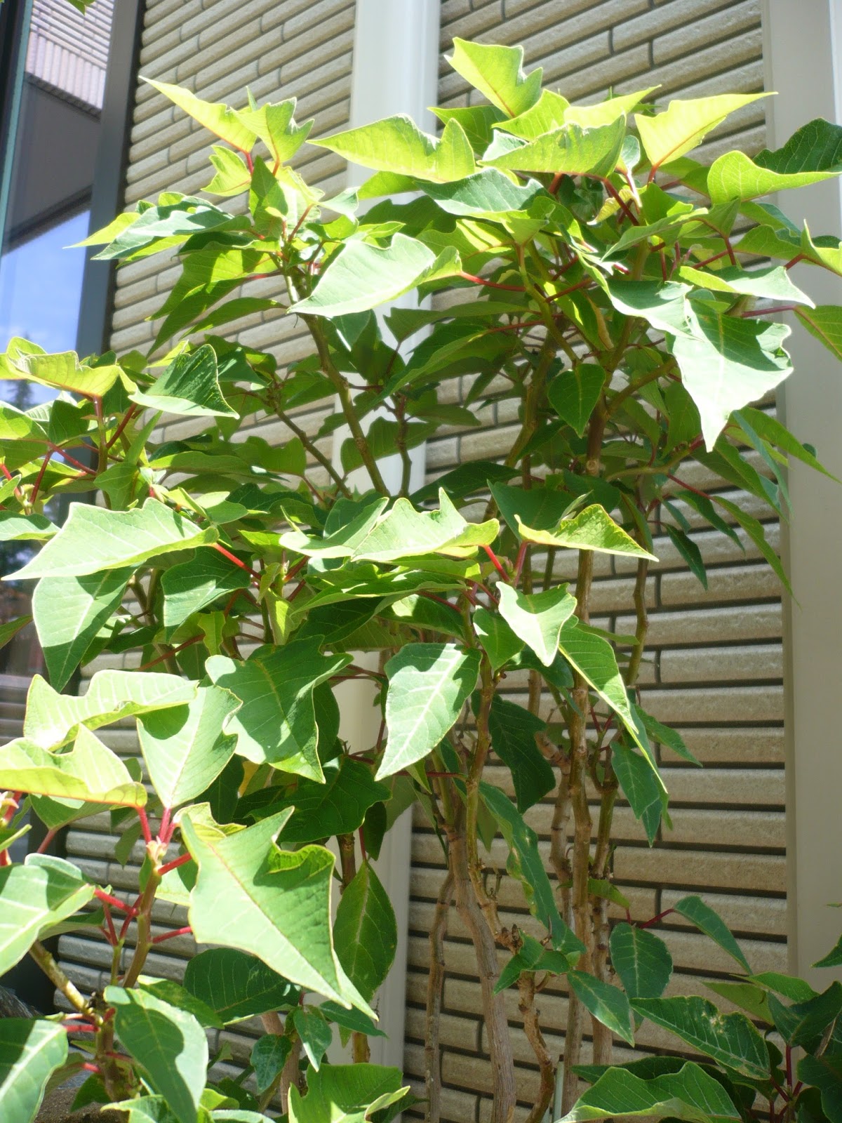 夏のポインセチア