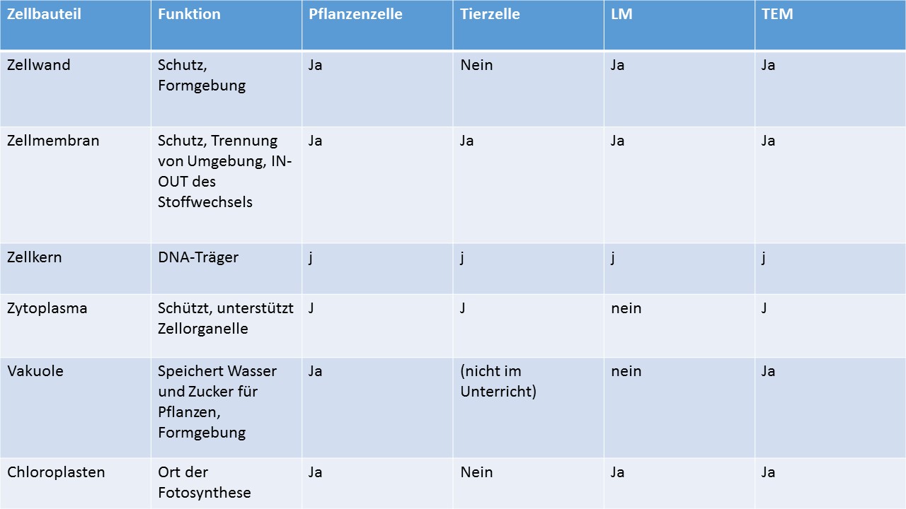 Pflanzen Und Tierzelle Im Vergleich e1Biologie: Die Tier-und Pflanzenzelle.