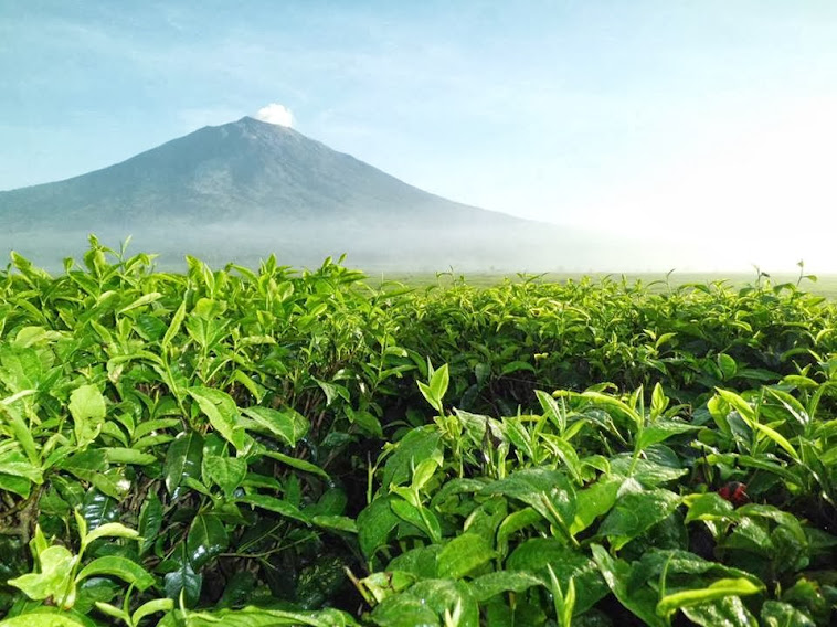 land of tea plants