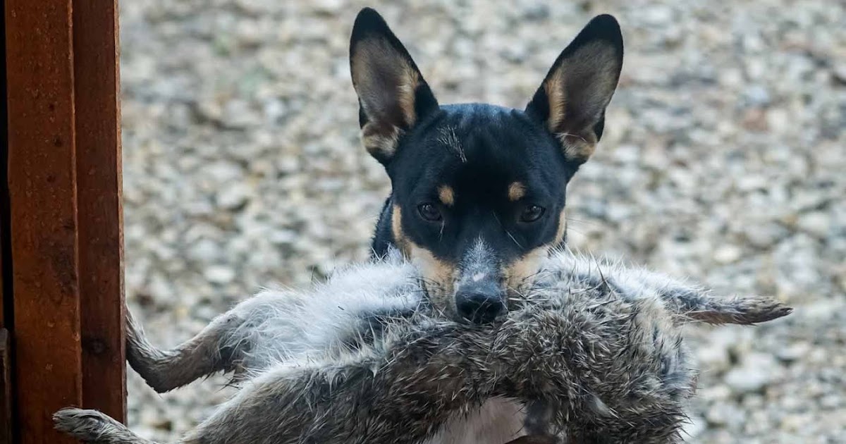 Capturing The Moment Photography: Toto kills Easter bunny - Bunny ...