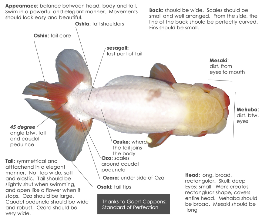 Ranchu Notes: Standard of Perfection