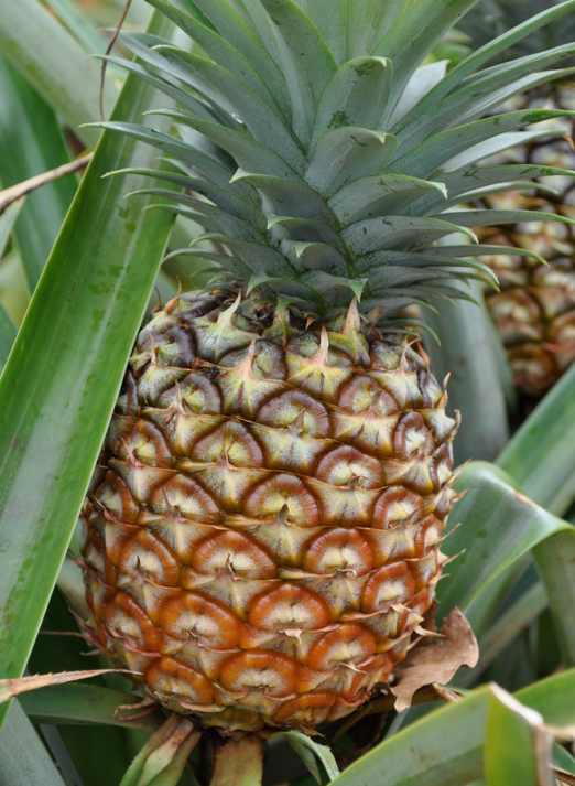 SearchReSearch Answer Pineapples and radomes in Hawaiʻi?