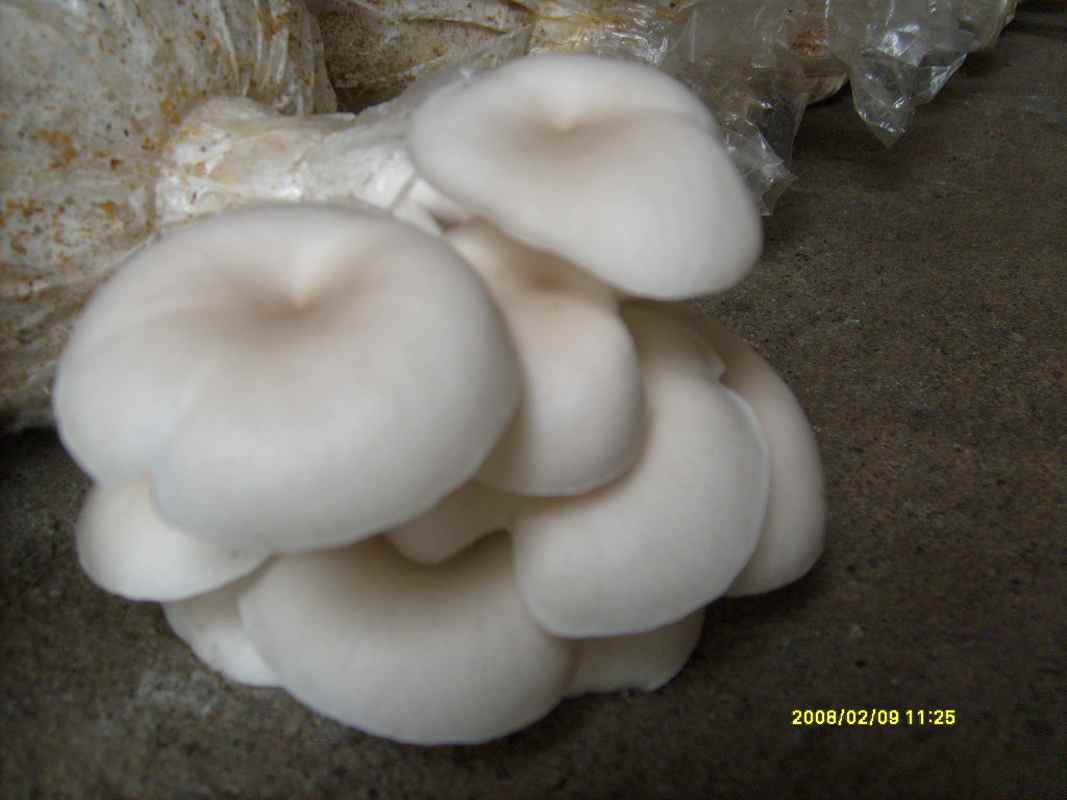 alat dan bahan untuk budidaya jamur tiram Usaha Apa?